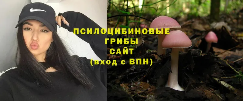 omg зеркало  Корсаков  Галлюциногенные грибы Psilocybe 